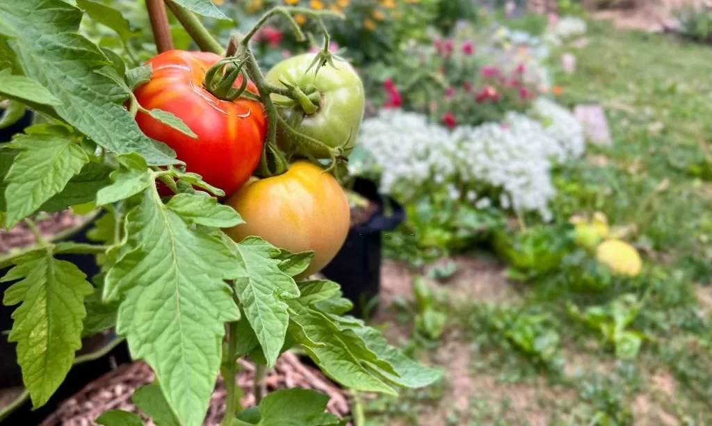Tomato plants in back yard