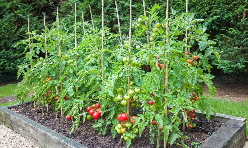 Tomato plants with ripe tomatoes growing in raised bed