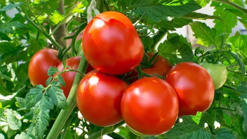 Tomatoes in vegetable garden