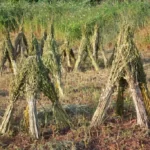 Traditional sesame cultivation