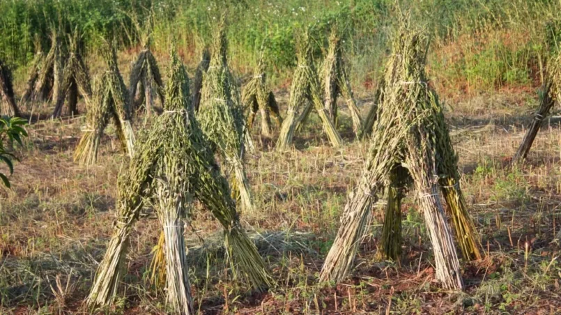Traditional sesame cultivation