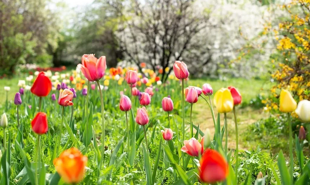 Tulips bloom in the spring garden