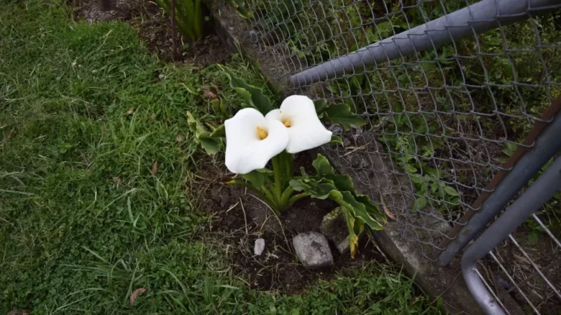 Two blooming calla lilly flowers