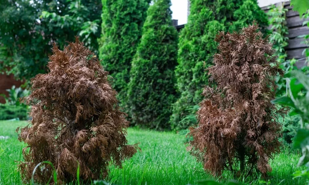Two little dried damaged thujas Arborvitae
