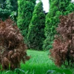 Two little dried damaged thujas Arborvitae