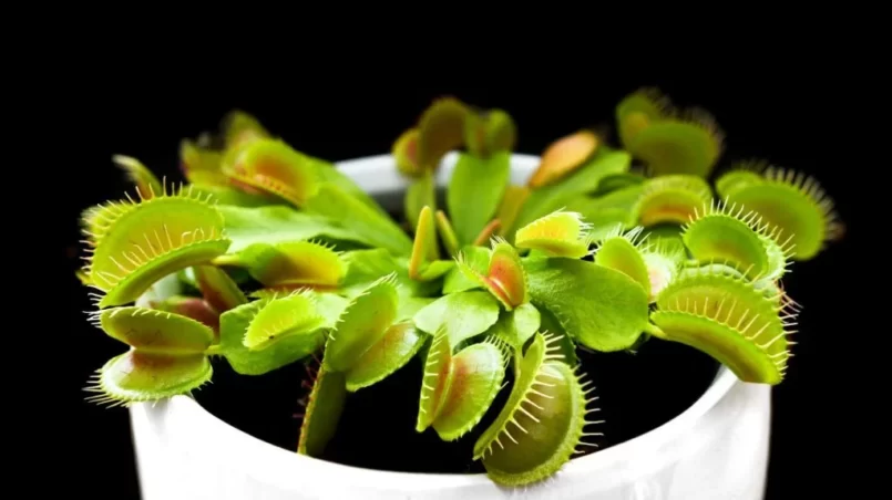 Venus FLy Trap plant