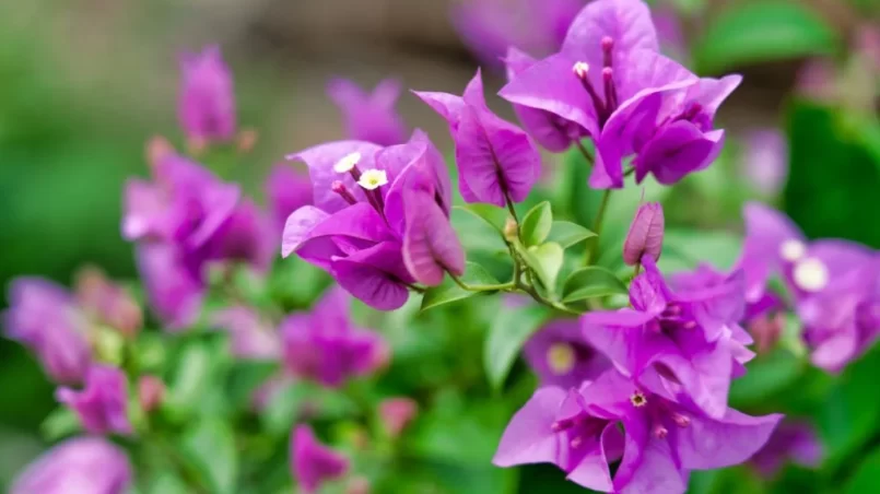 Vibrant Pink Bougainvillea plant