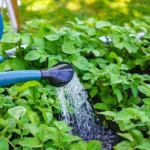 Watering potato plants with watering can