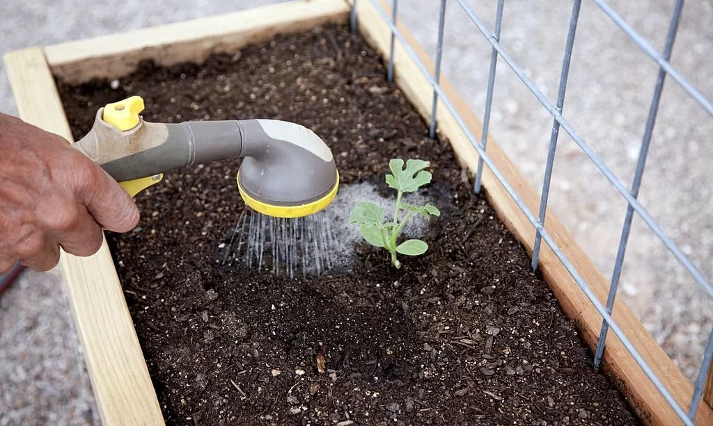 Watermelon sprout in a raised garden bed
