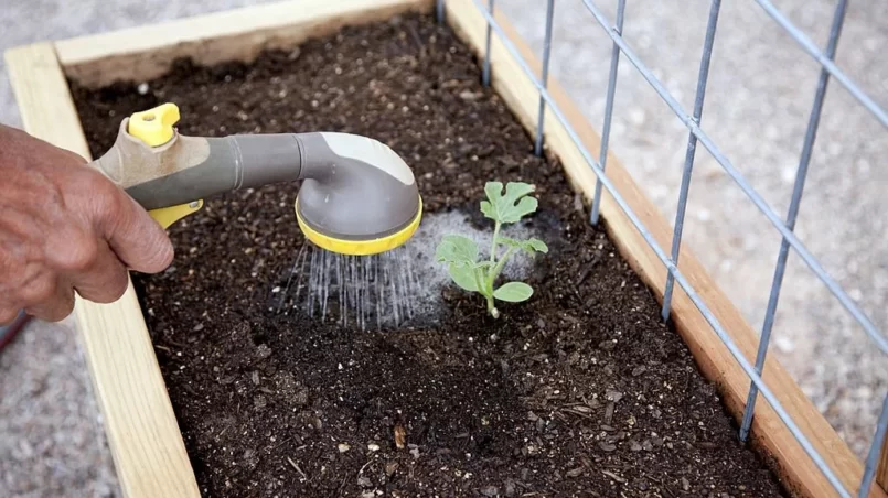 Watermelon sprout in a raised garden bed