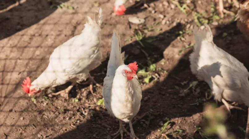 White chickens in farm