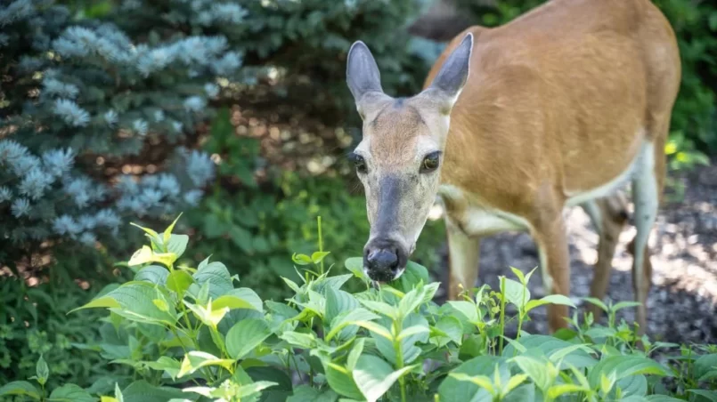 White-tailed deer in garden eating flowers