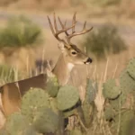 Whitetail deer hiding behind cacti plants
