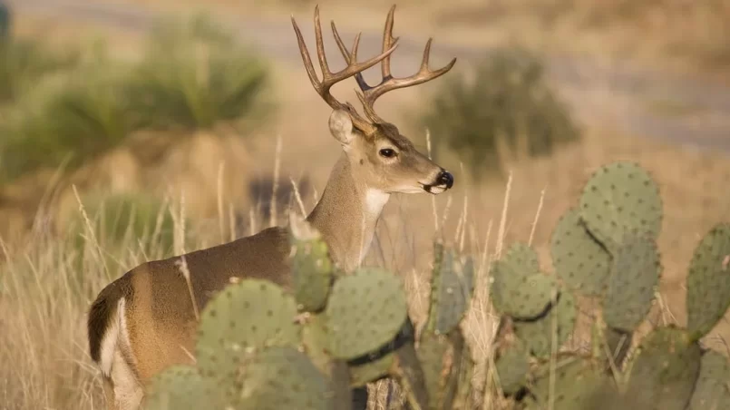 Whitetail deer hiding behind cacti plants
