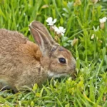 Wild rabbit in grass with flowers