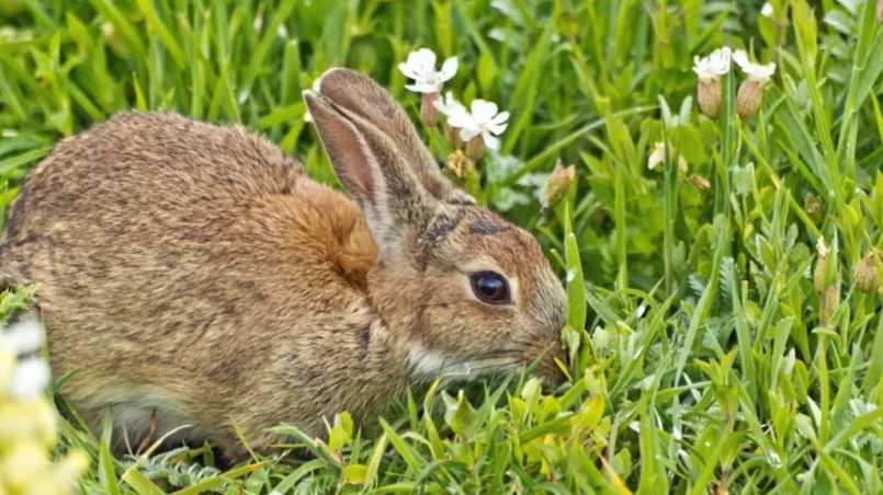 Wild rabbit in grass with flowers