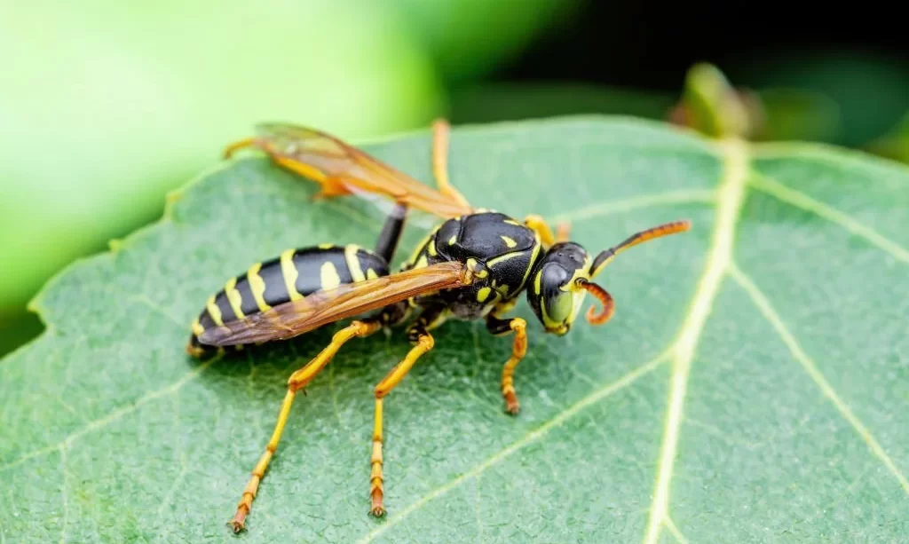 How Long Does It Take for Sevin Dust to Eradicate Yellow Jackets? Find Out Now!