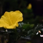 Yellow hibiscus at night
