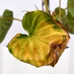 Yellow philodendron leaves