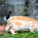 Yellow rabbit on the grass