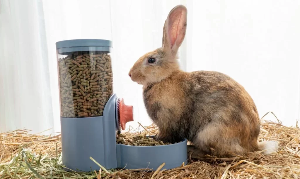 Young rabbit eating pellet food