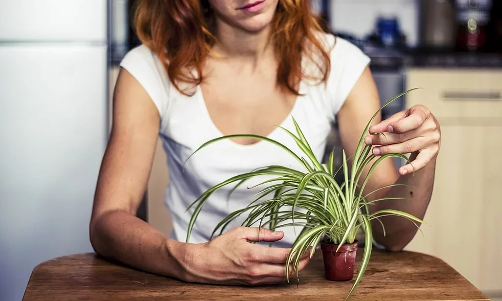 Young woman is fiddling with her spider plant in the kitchen