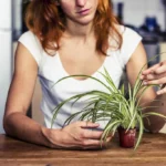 Young woman is fiddling with her spider plant in the kitchen
