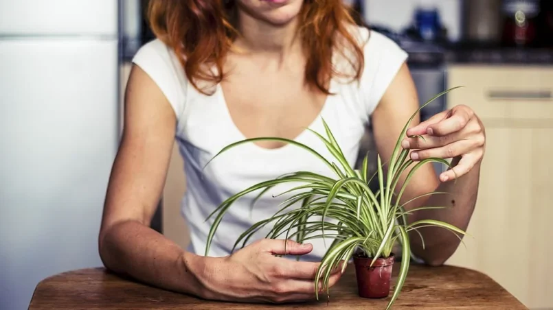 Young woman is fiddling with her spider plant in the kitchen