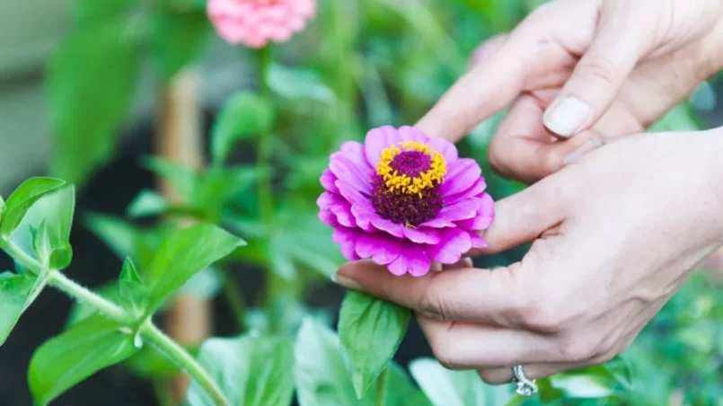 Zinnia blossom in garden