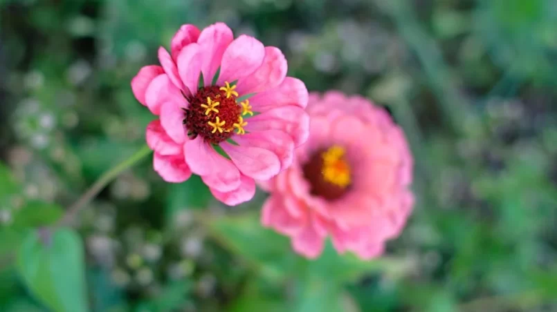 Zinnia violacea in the garden