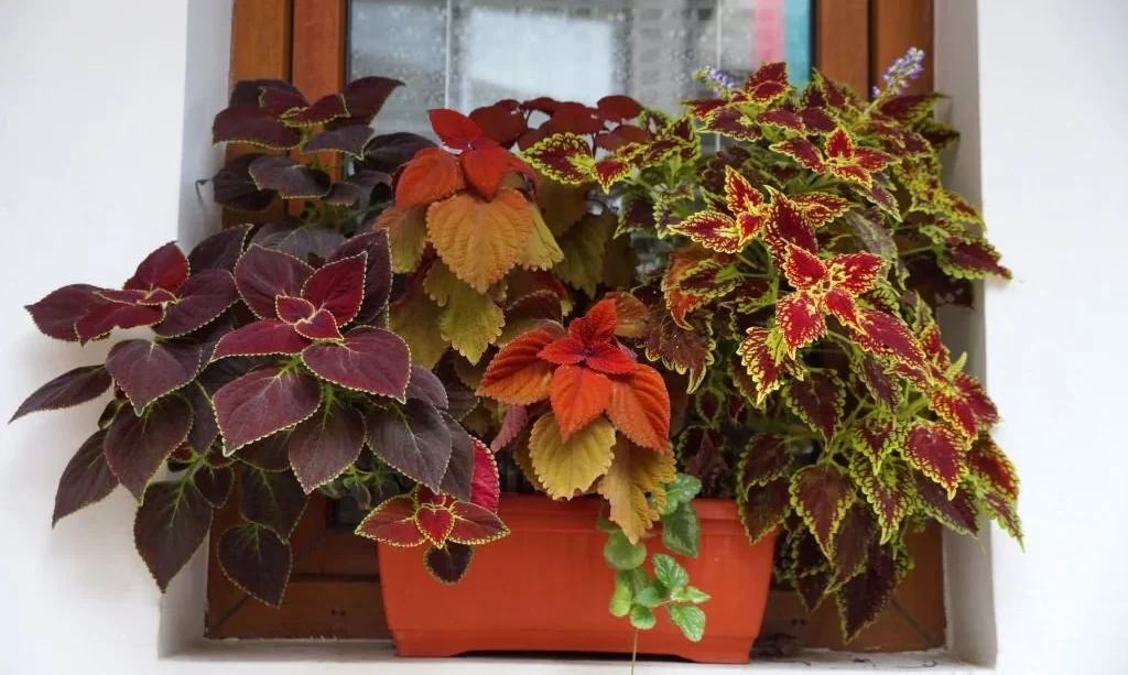 a pot of decorative variegated coleus on the windowsill outside.