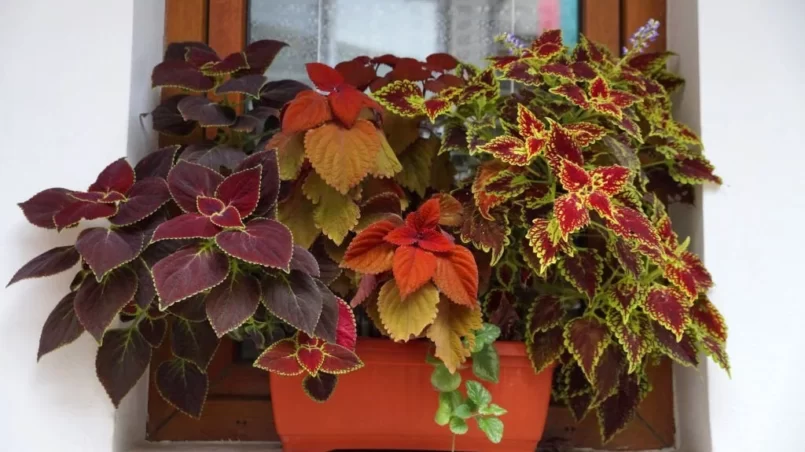 a pot of decorative variegated coleus on the windowsill outside.