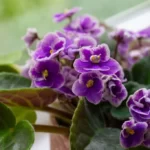 african violet flower saintpaulia in flower pot