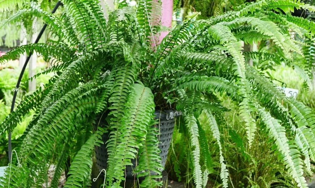 big fern plant
