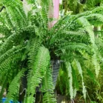 big fern plant