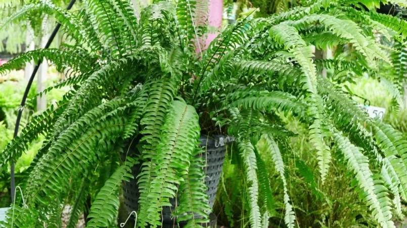 big fern plant