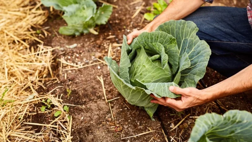 cabbage in organic garden