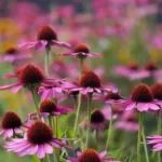 Coneflower plant with seeds