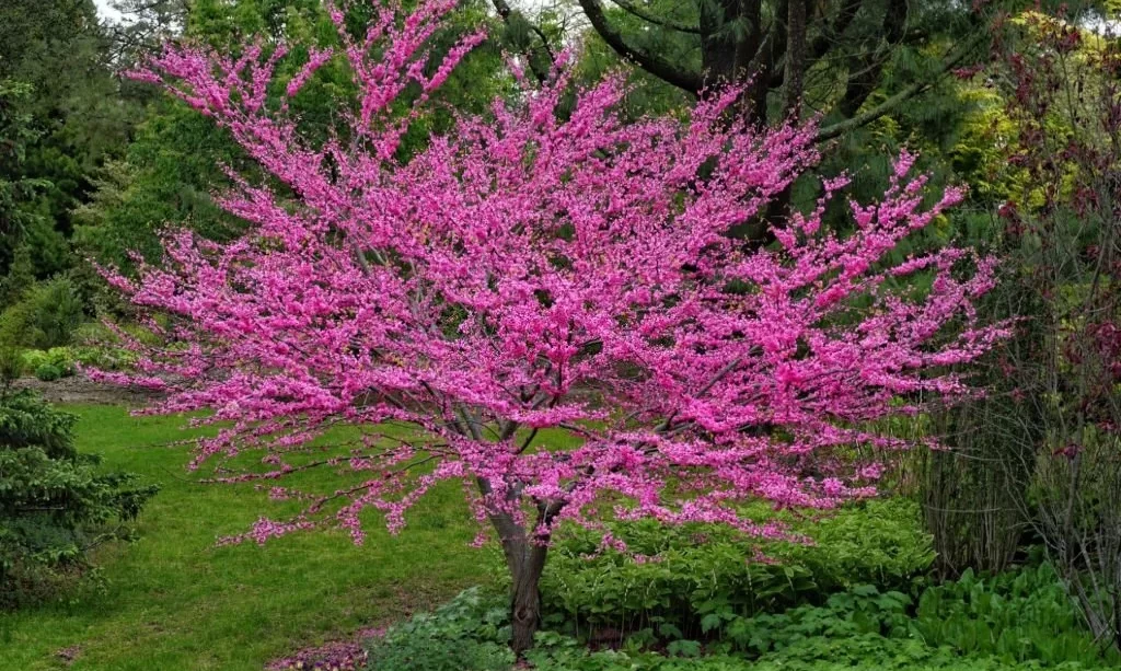 eastern redbud tree in full bloom