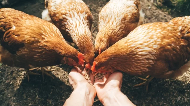 feeding red hens with grain