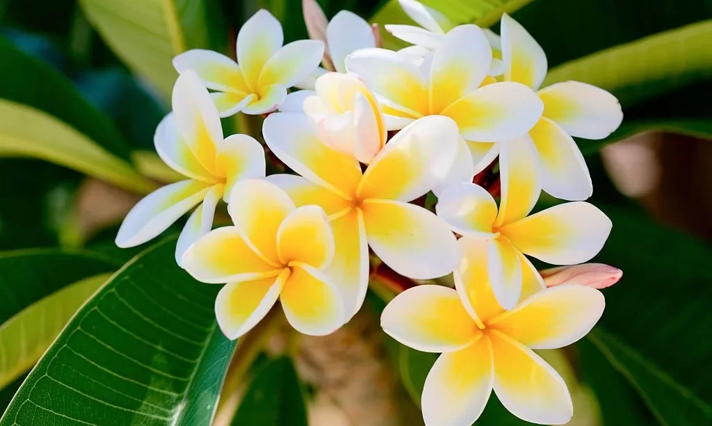 frangipani (plumeria) flower on natural background