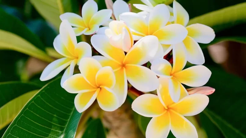 frangipani (plumeria) flower on natural background