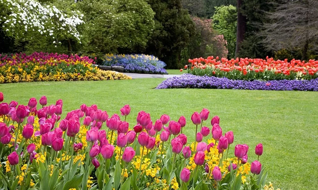 garden with blooming tulips
