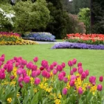 garden with blooming tulips