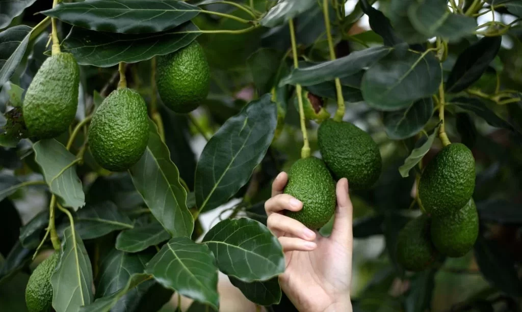Hand harvesting fresh ripe organic Hass Avocado