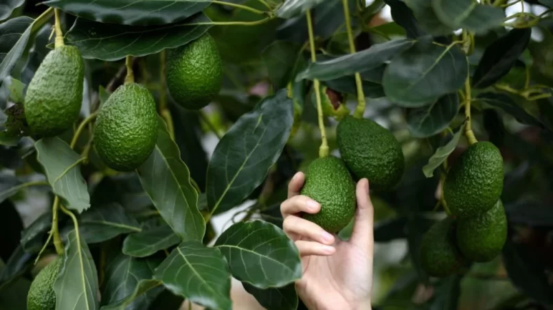 Hand harvesting fresh ripe organic Hass Avocado