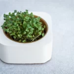 microgreen broccoli in white pot