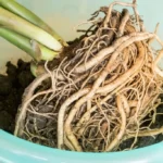 overgrown root system