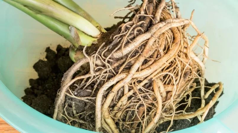 overgrown root system