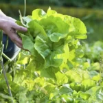 picking fresh salad from garden
